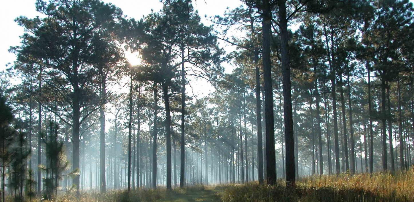 Longleaf pine forest