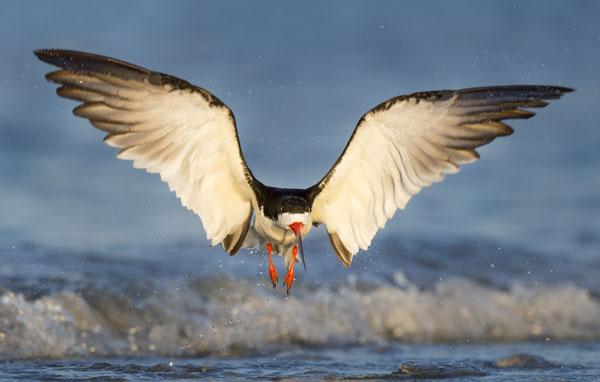 Black skimmer