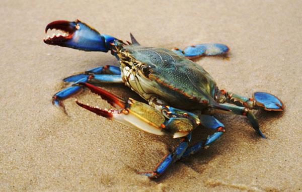 Blue crab