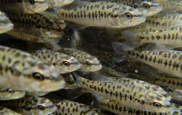 Guadalupe bass