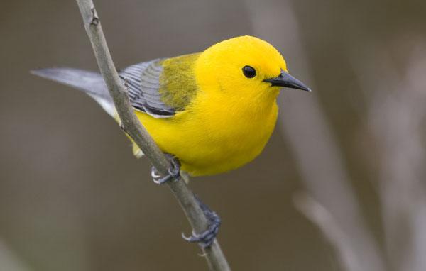 Prothonotary warbler