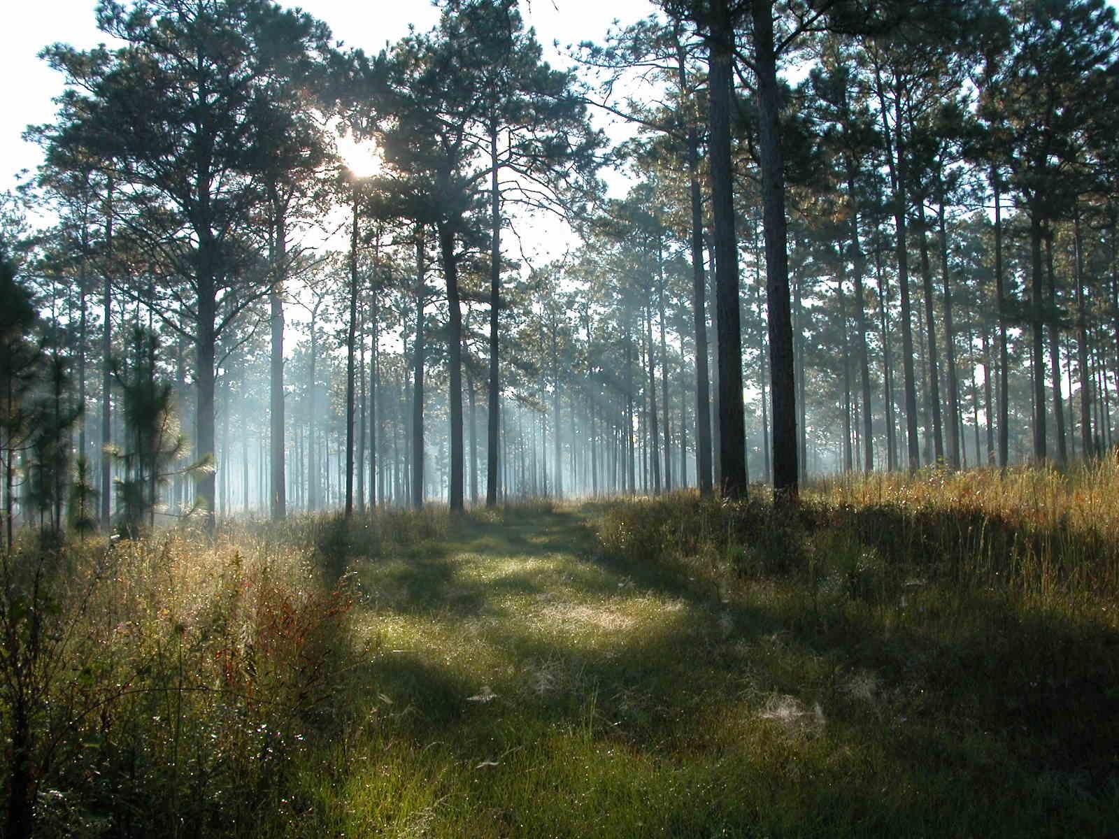 Longleaf pine forest