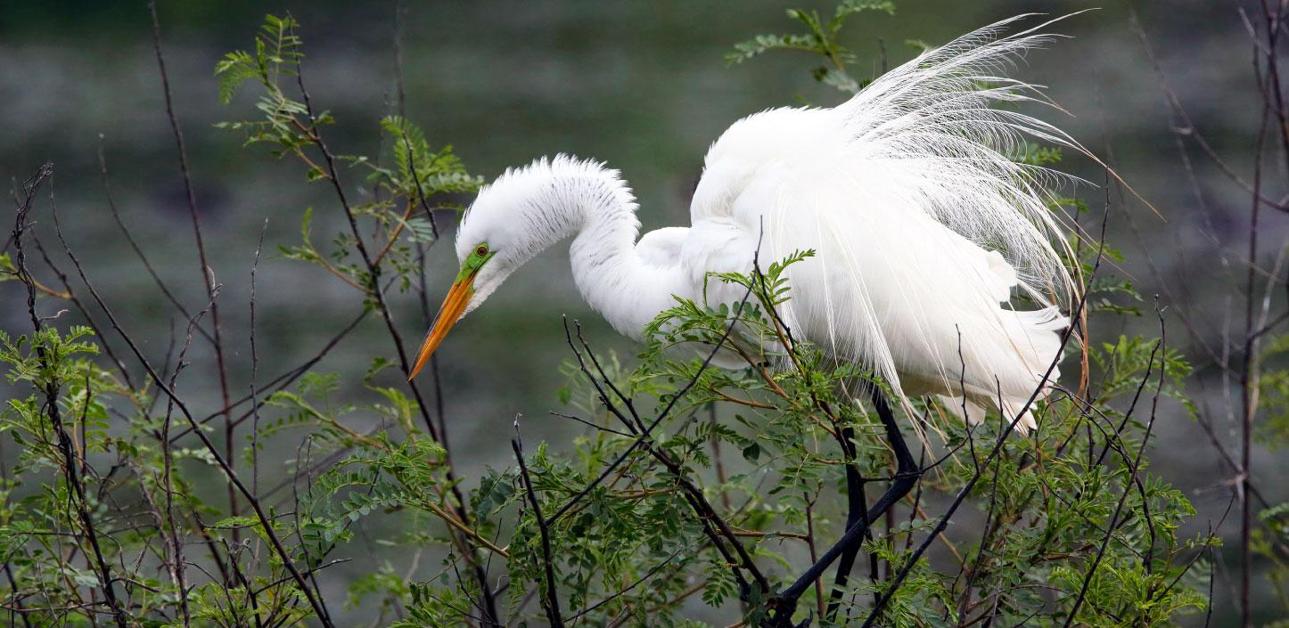 Great egret