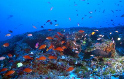 Endemic reef fish at the mesophotic zone in the Northwest Hawaiian Island