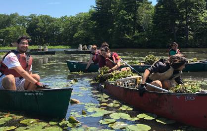 Volunteers remove invasive water chestnut on the Charles River in Boston, Massachusetts