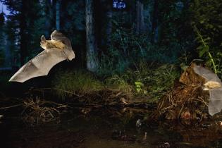 two bats flying in a forest