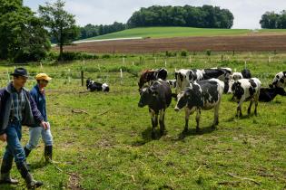 Two men walking in a farm field near several black and white cows
