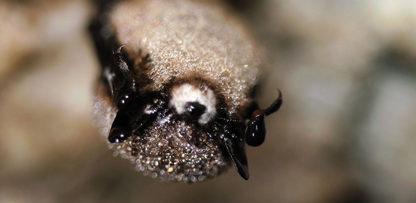 A little brown bat with white fuzz around its nose, indicative of white-nose syndrome