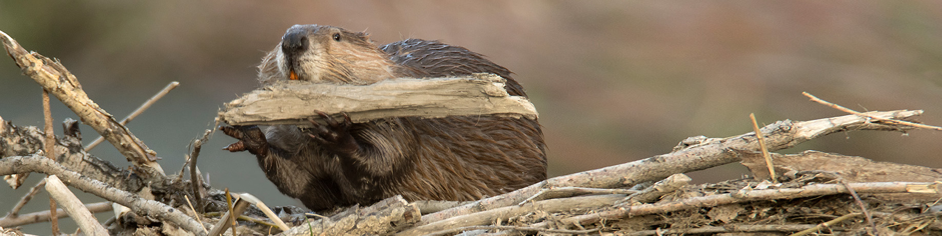 Work by National Fish & Wildlife Foundation