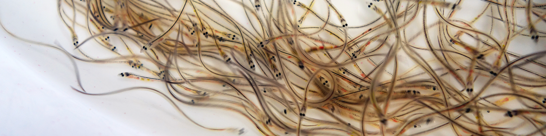 Work by National Fish & Wildlife Foundation