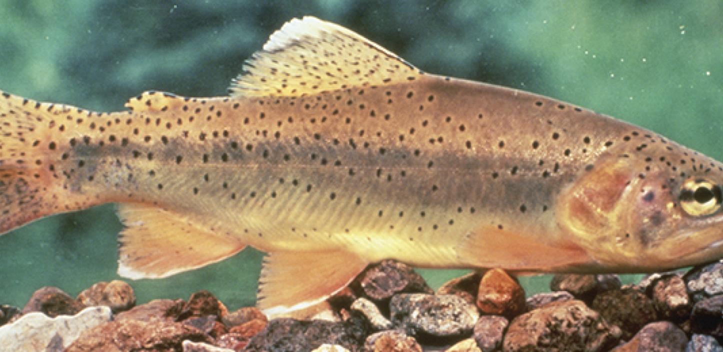 Apache Trout