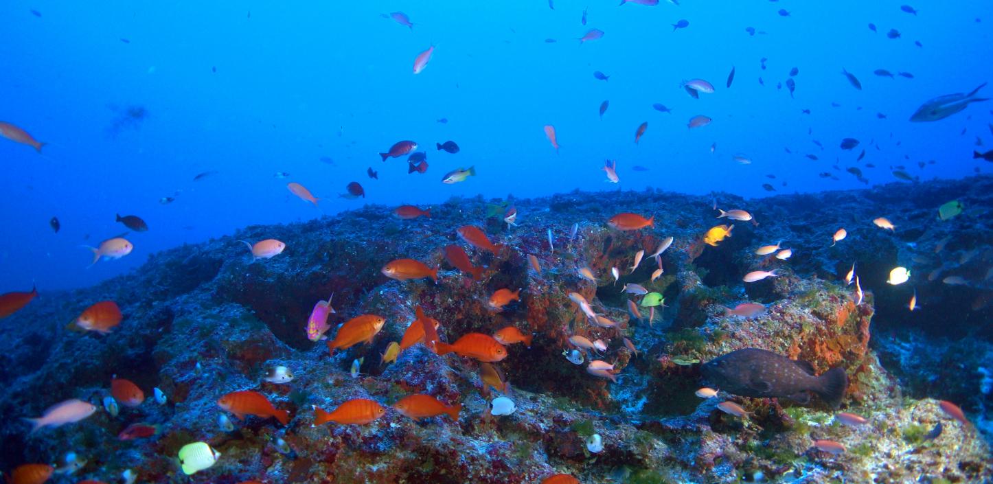 Human Impacts on Coral Reefs of Northwestern Hawaiian Islands