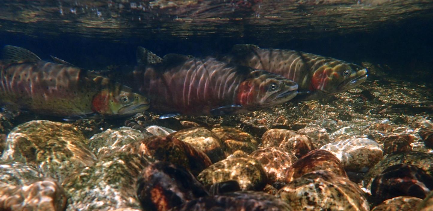 Lahontan cutthroat trout swimming underwater