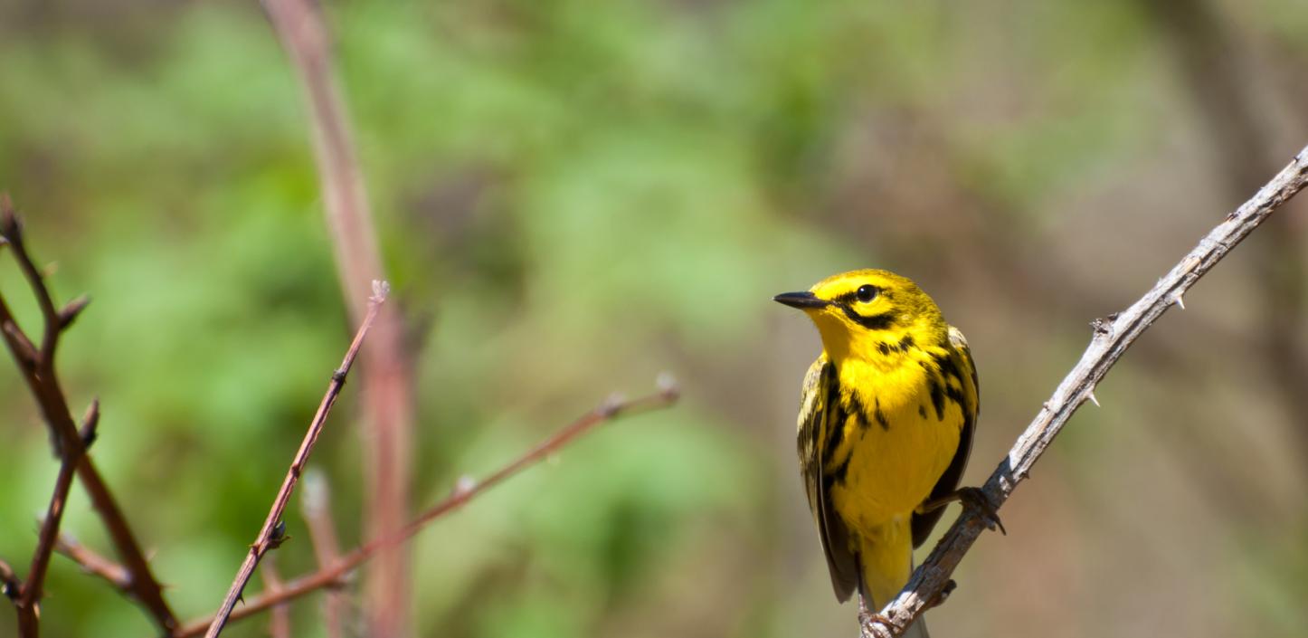 Prairie Warbler, 3.jpg