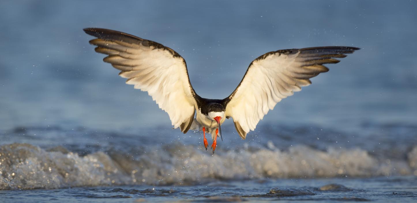 Black skimmer