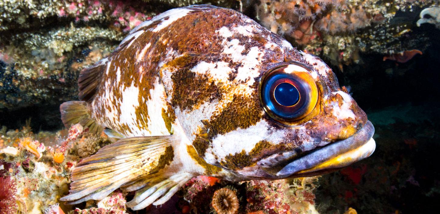 Copper rockfish in California