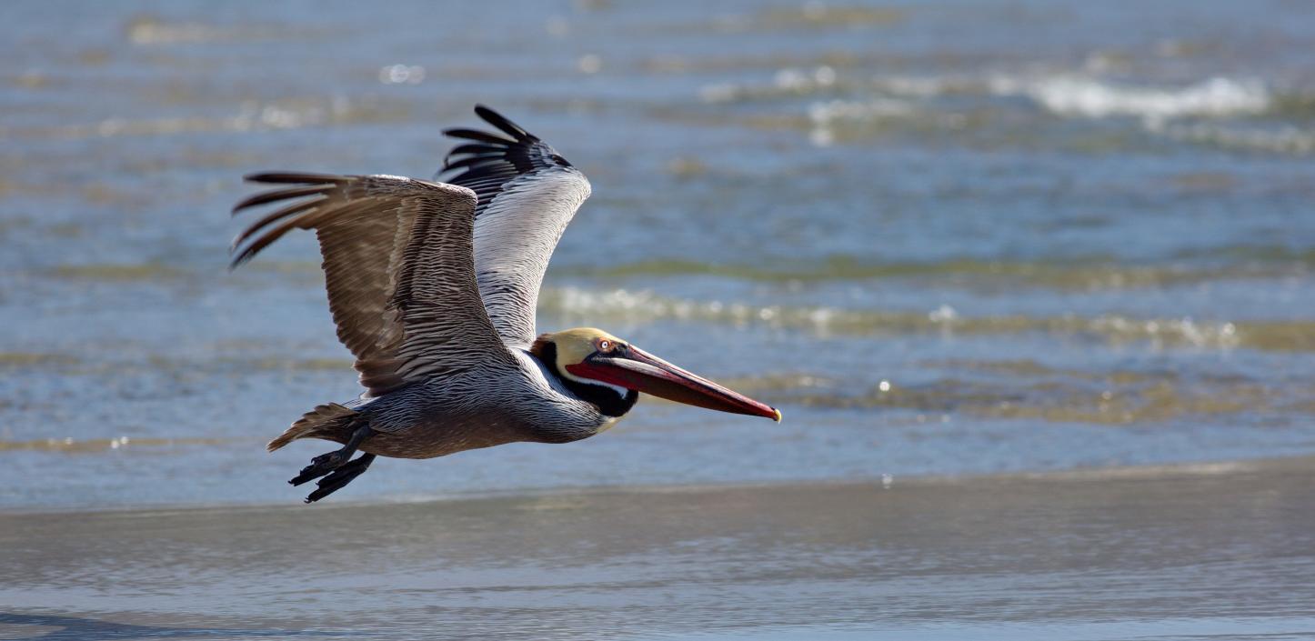 Brown pelican