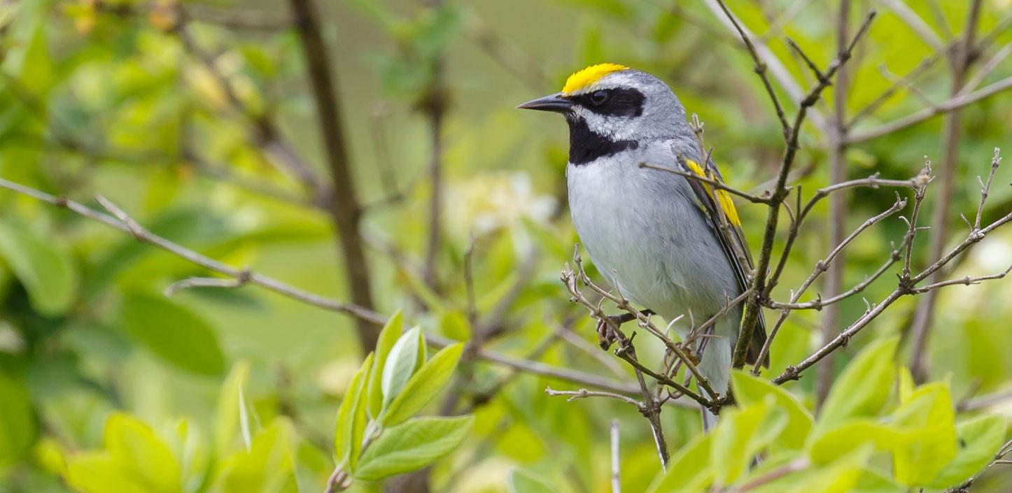 Golden-winged warbler in a tree