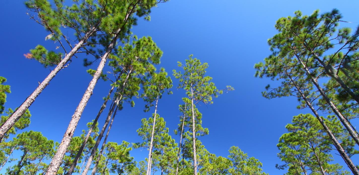 Longleaf pine: When fire fuels a forest