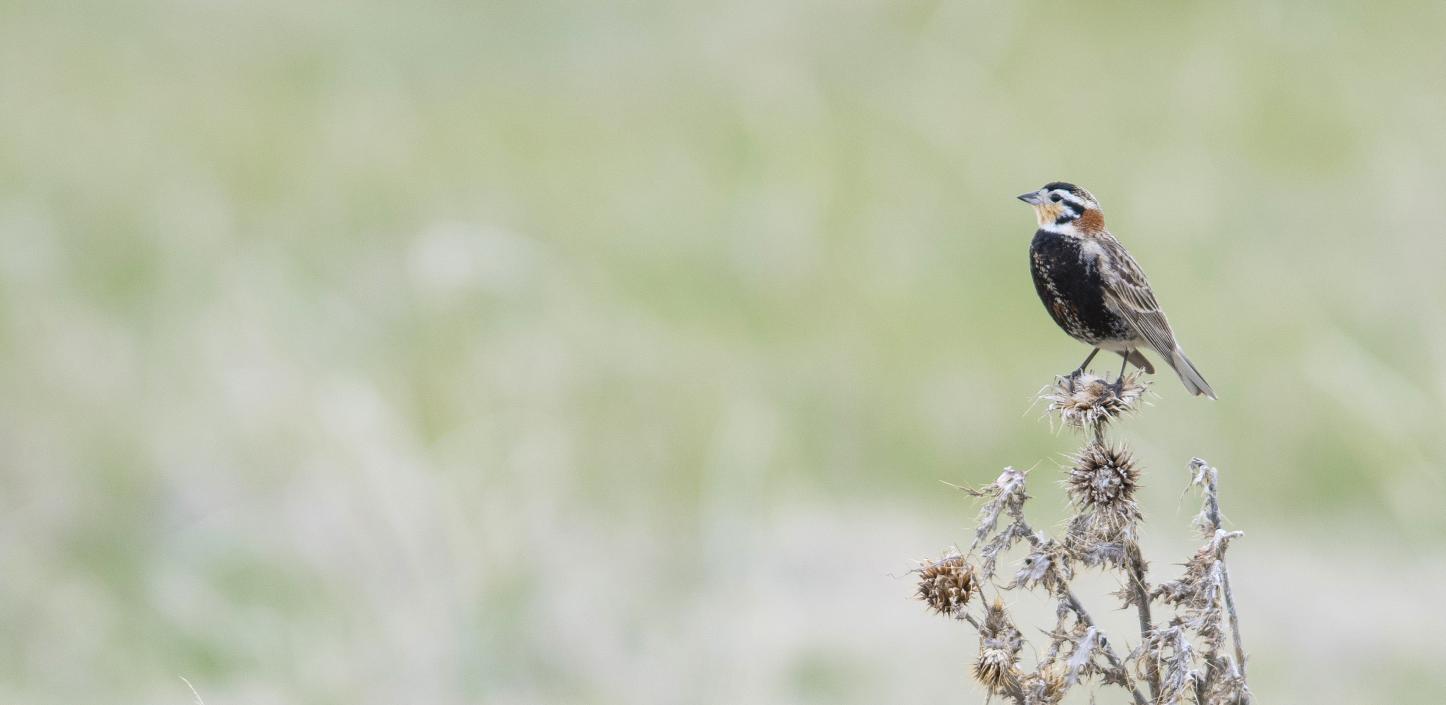 Chestnut-collared Longspur perched on branch