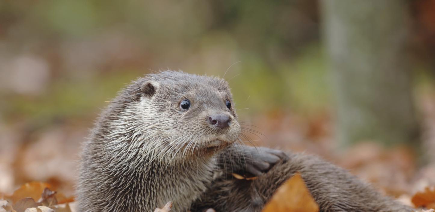 River otter