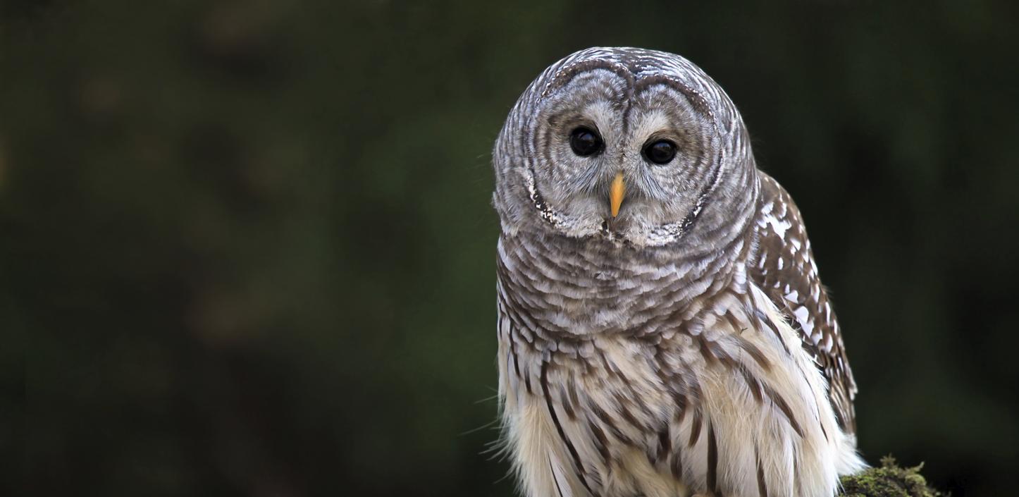 Barred owl