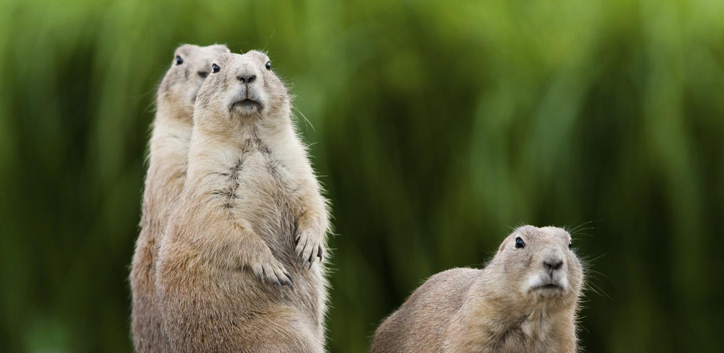 Prairie dogs