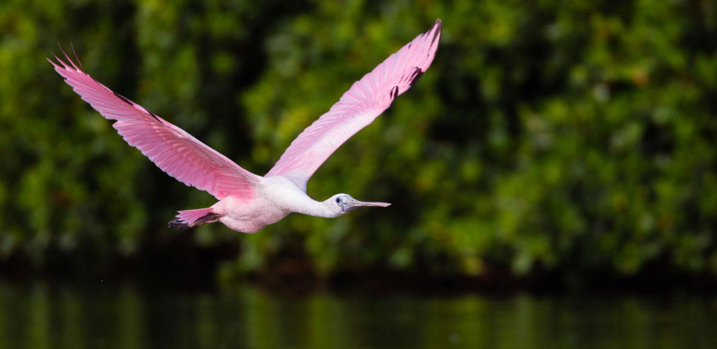 Roseate spoonbill