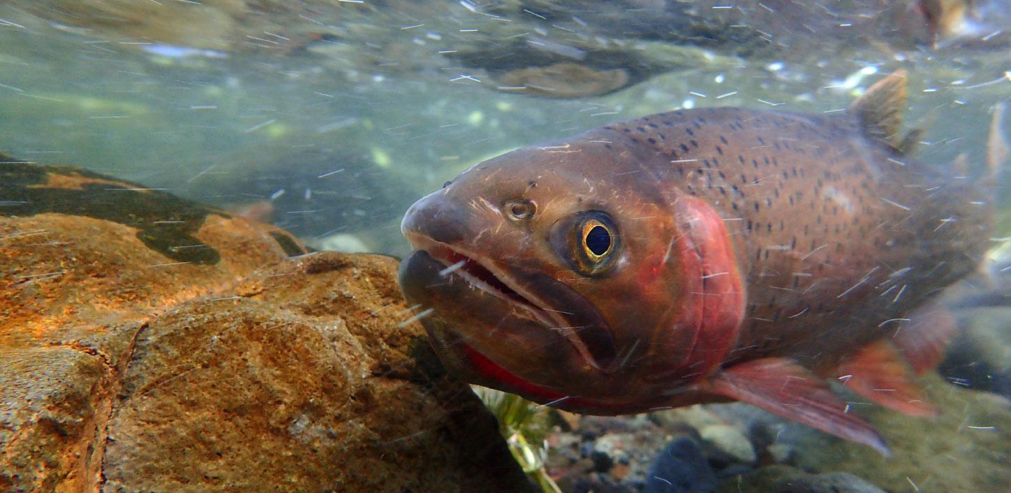 Yellowstone cutthroat trout swimming