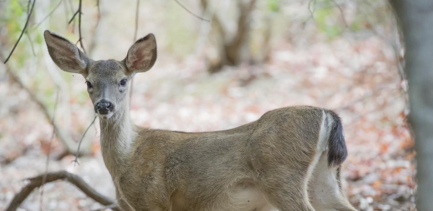 Black-tailed deer