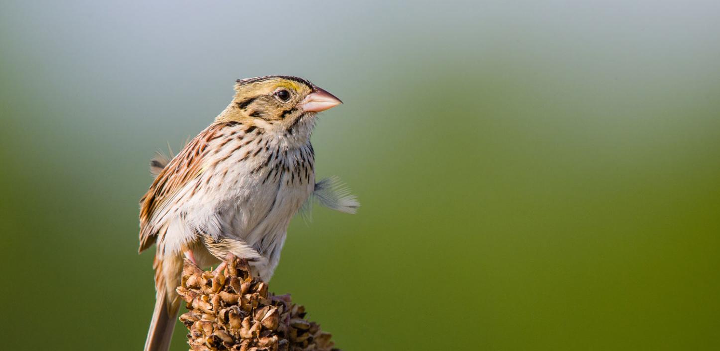 Henslow's sparrow 