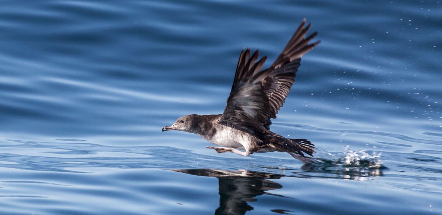 Pink-footed shearwater