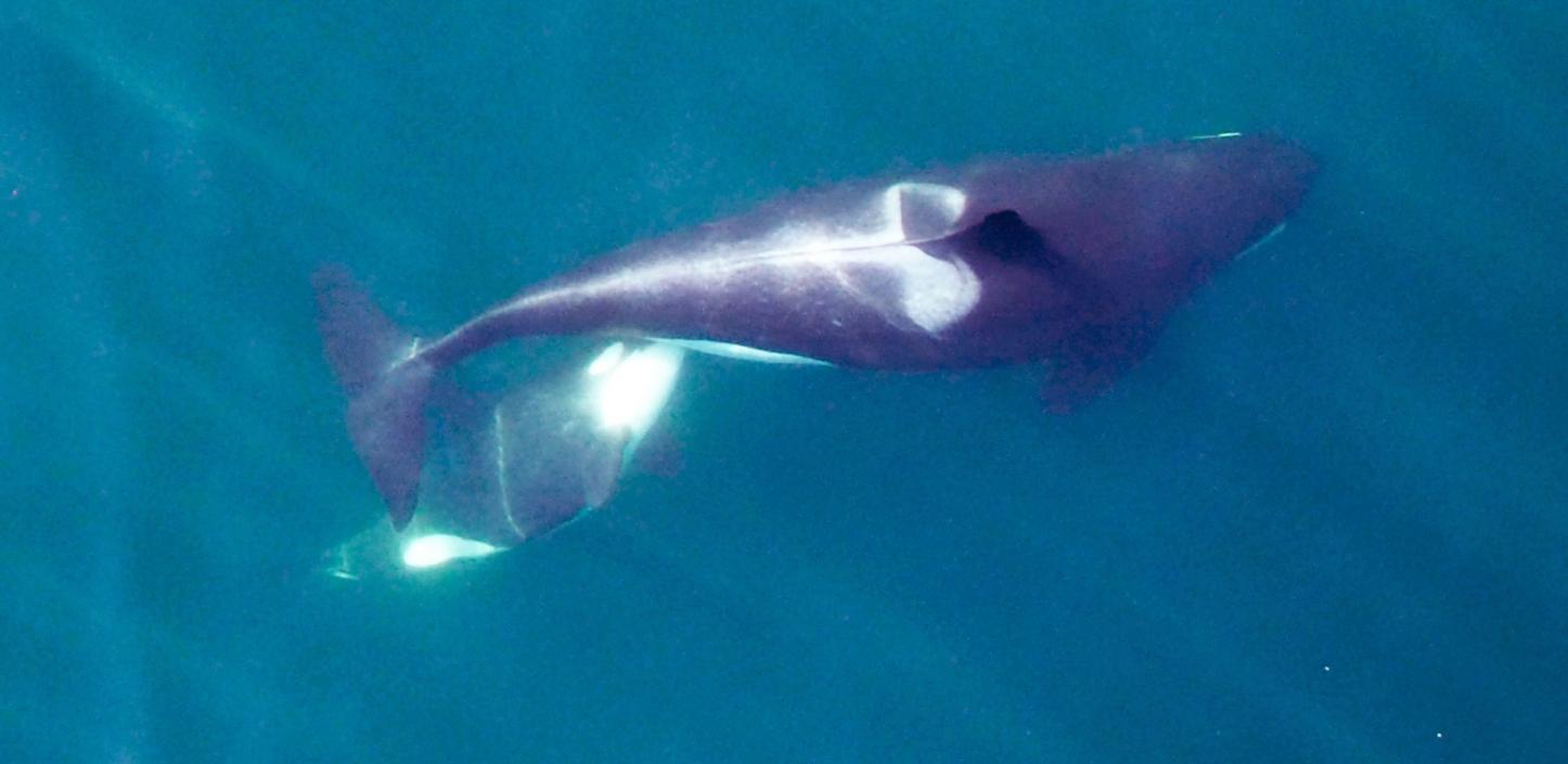 An adult female Southern Resident killer whale nursing her calf in waters off Washington state