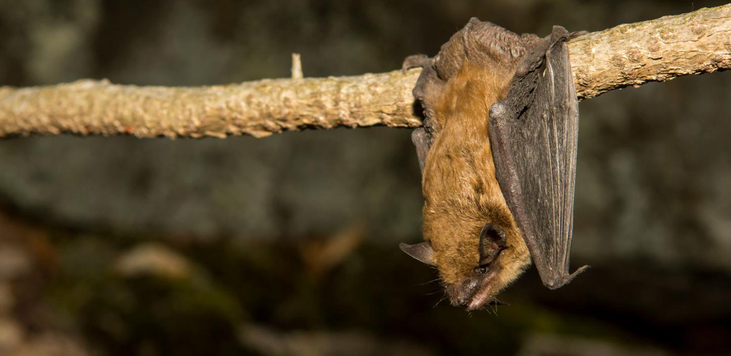 Brown bat