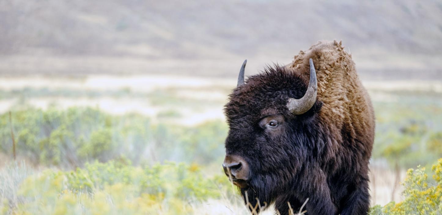 Where the Buffalo Roam | NFWF