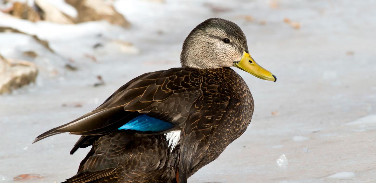 American black duck