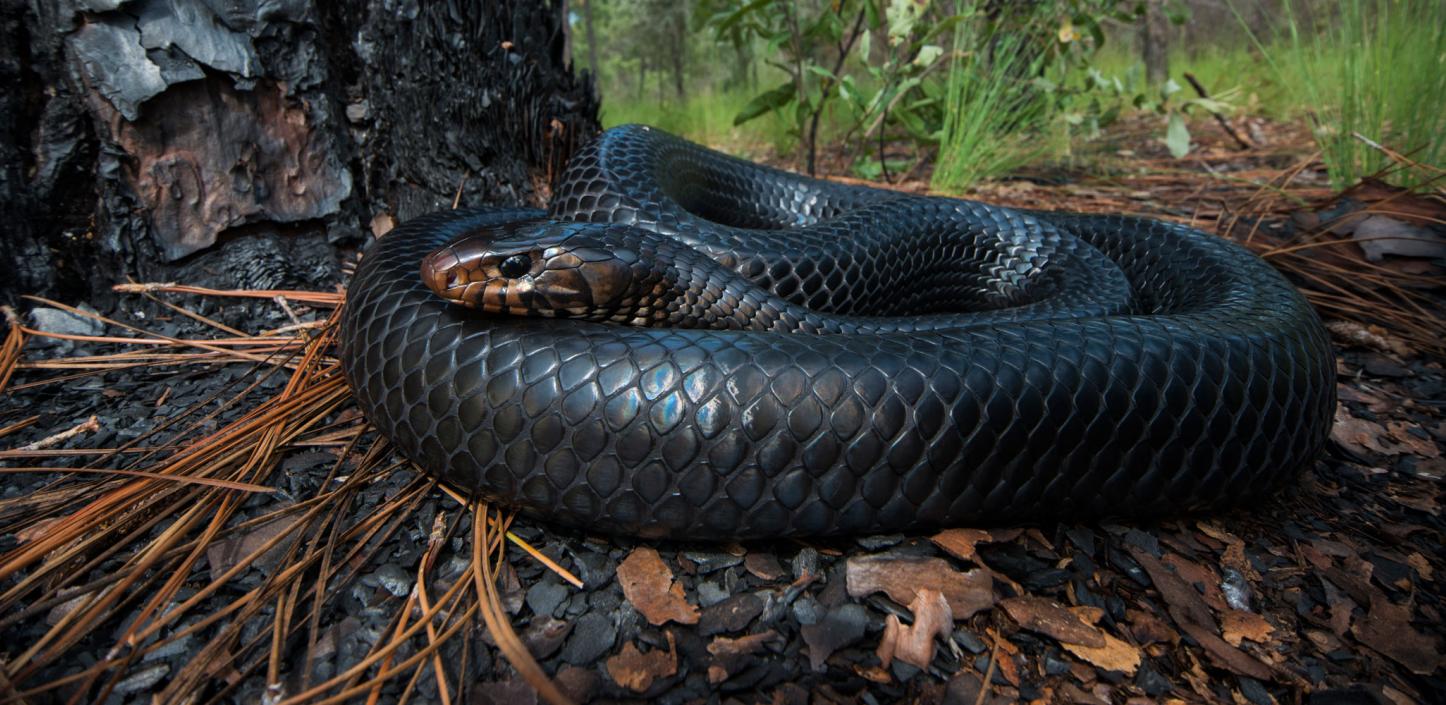 Florida Eastern Indigo Snakes