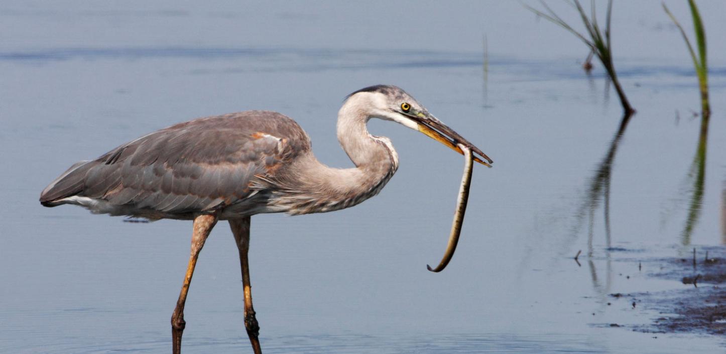 Great blue heron