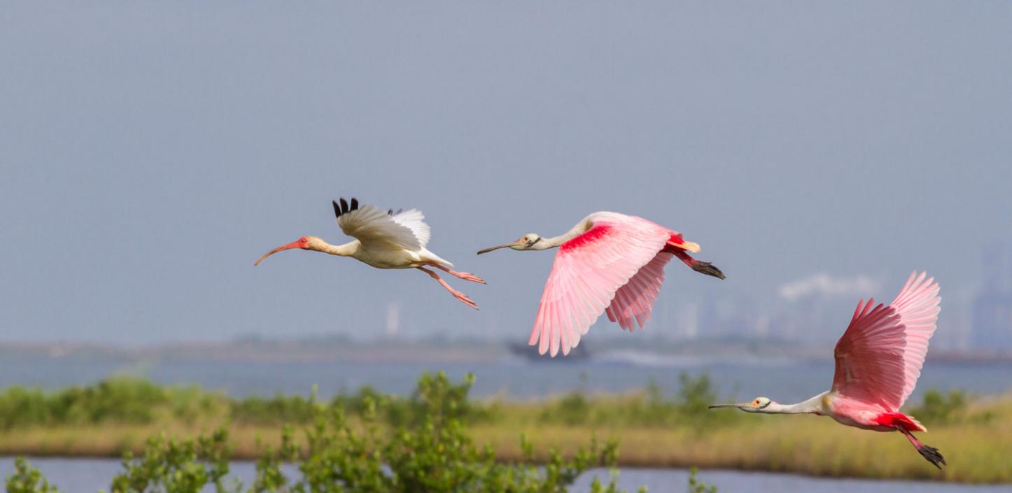 Flying Fish  National Wildlife Federation