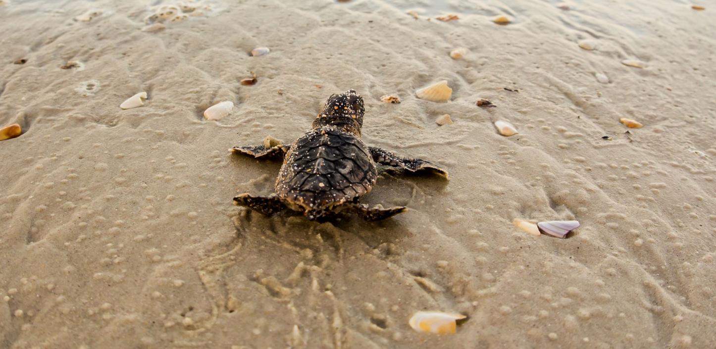 Loggerhead sea turtle hatchling