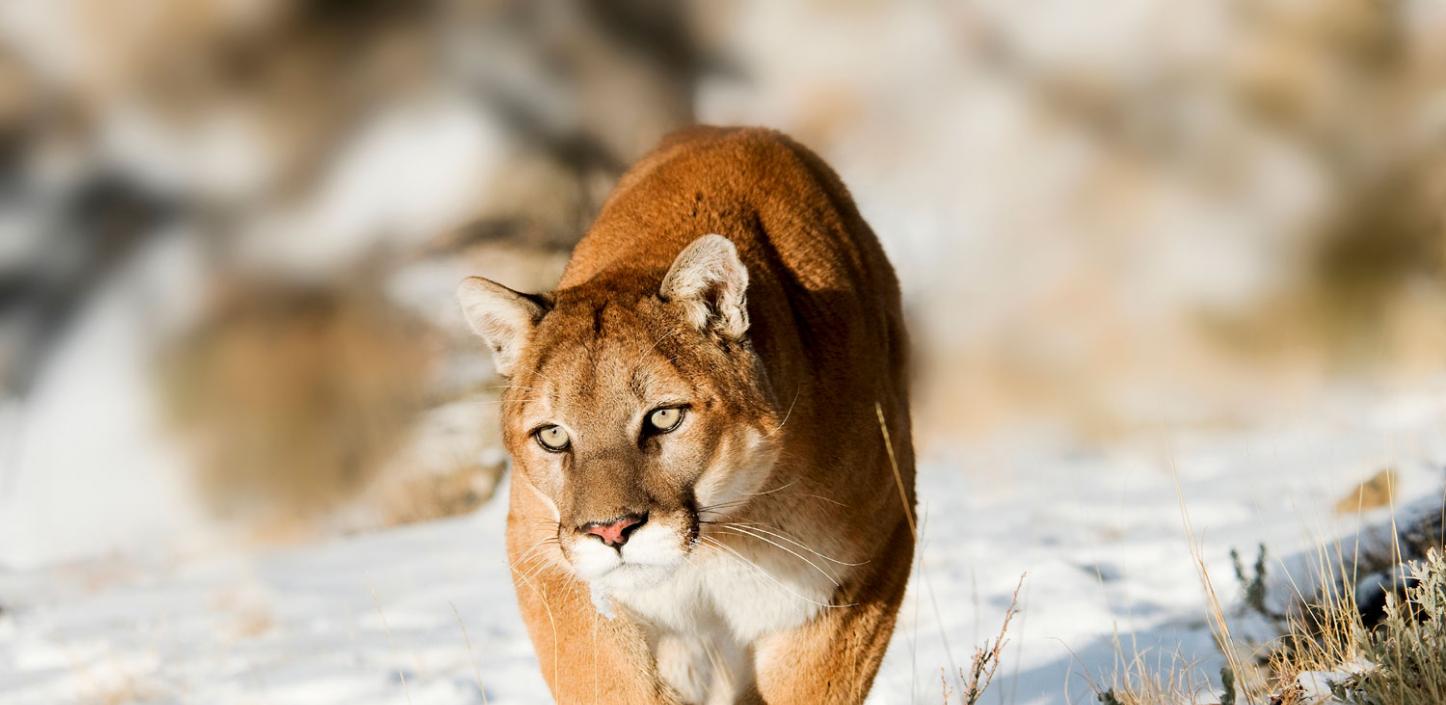 Mountain lion