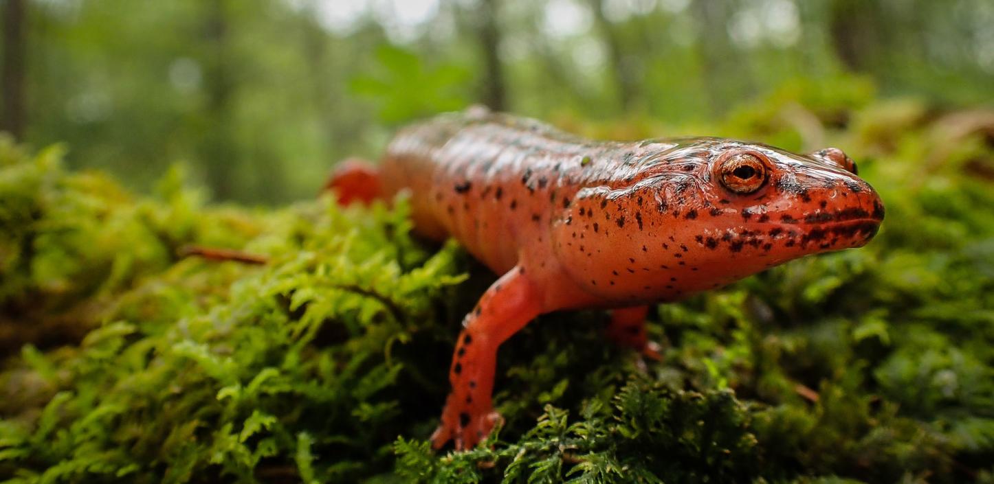 ​Red salamander