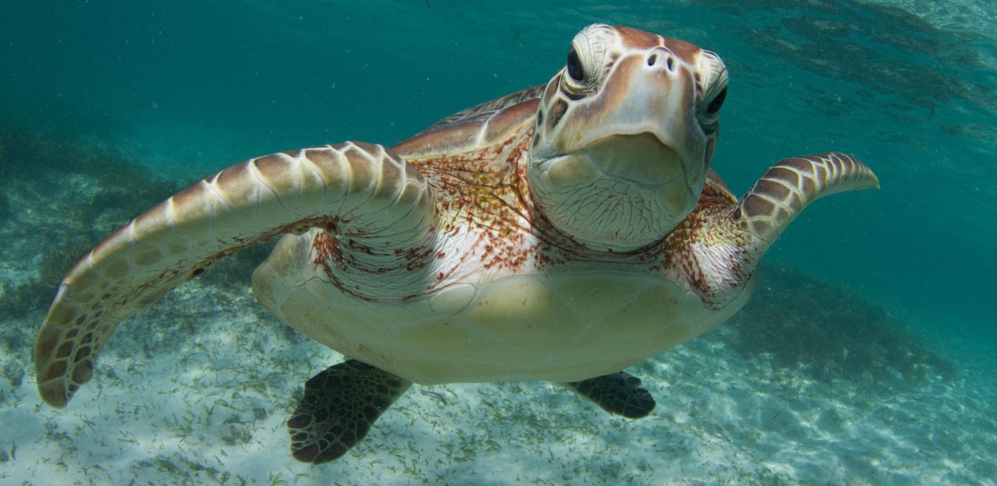 Green sea turtle swimming underwater