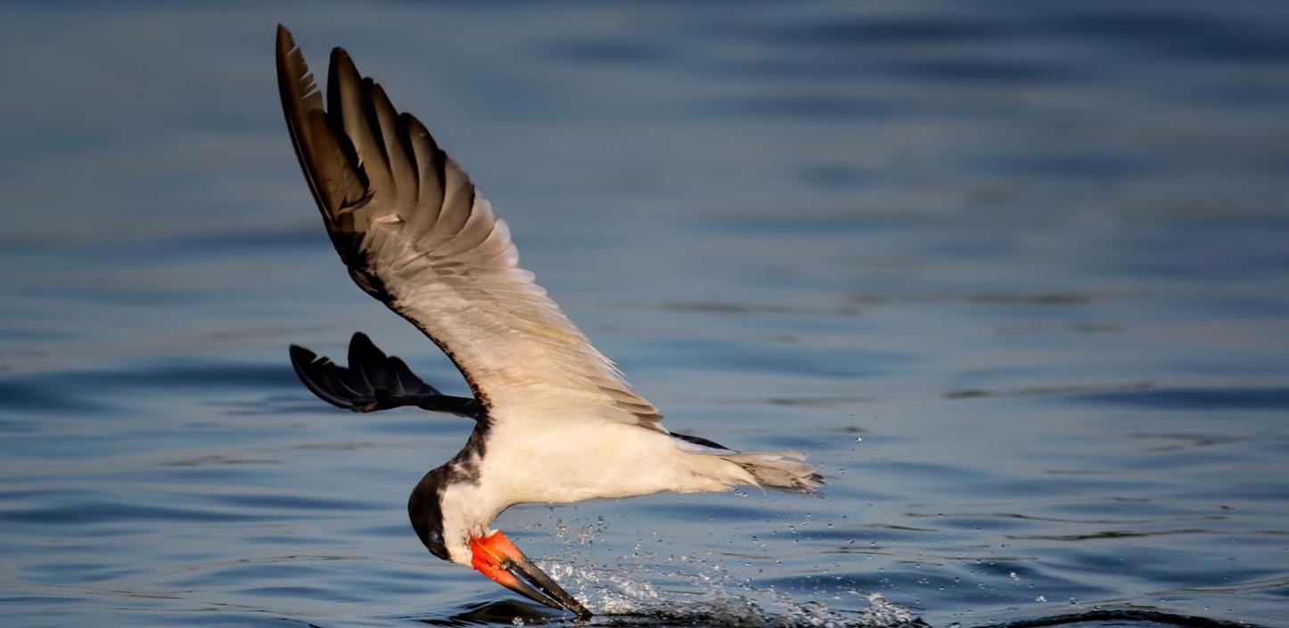 Black skimmer