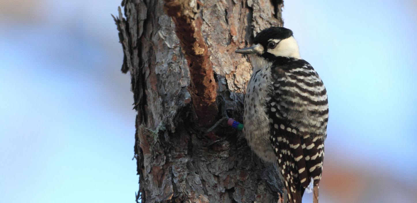 Red-cockaded woodpecker