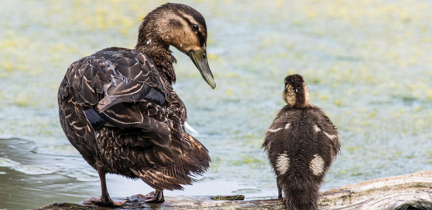 American black duck