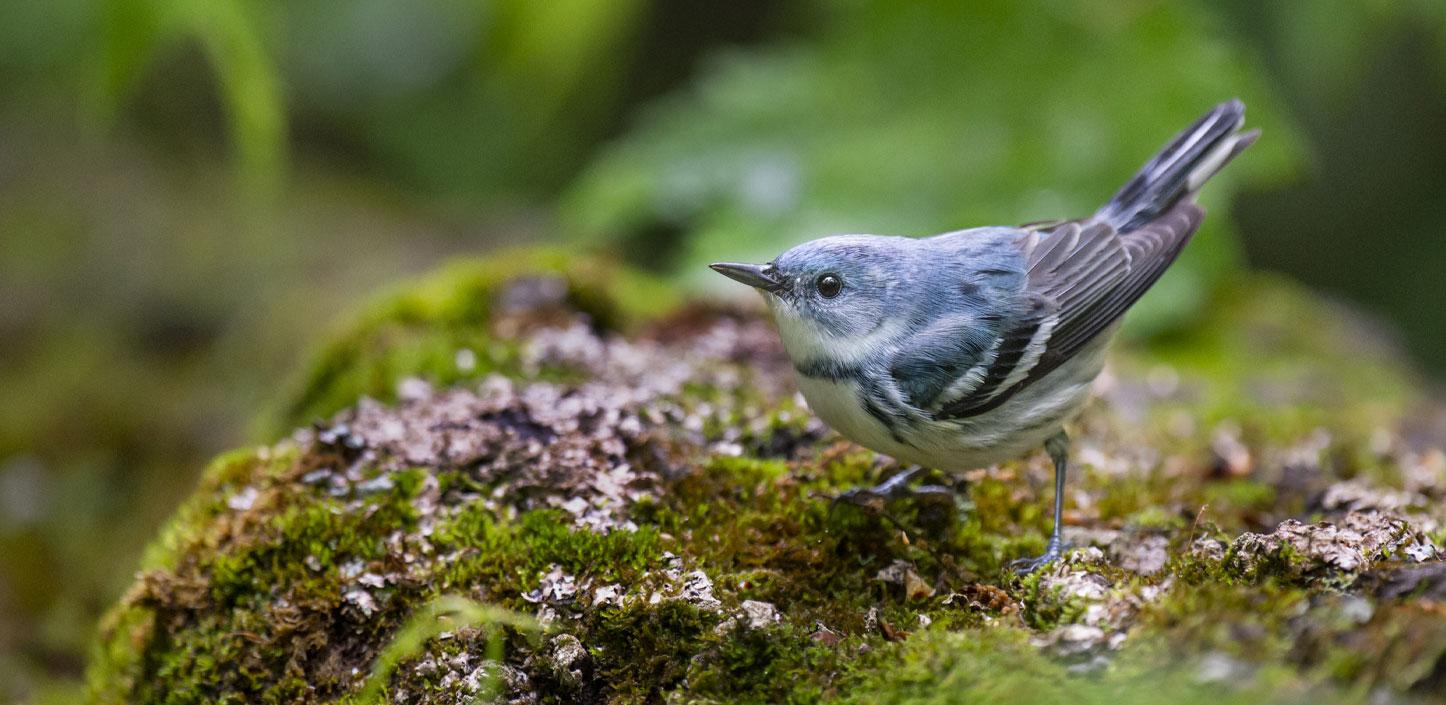 Cerulean warbler