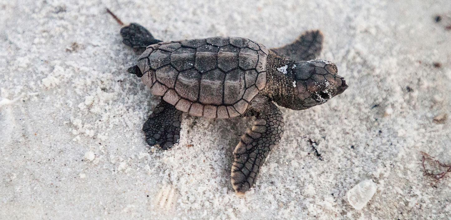 A loggerhead sea turtle hatchling on the beach