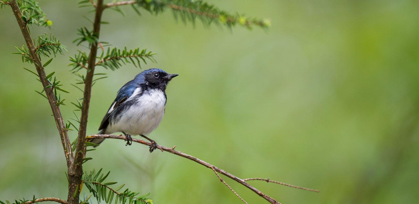 Six of the “Greenest” National Forests - National Forest Foundation