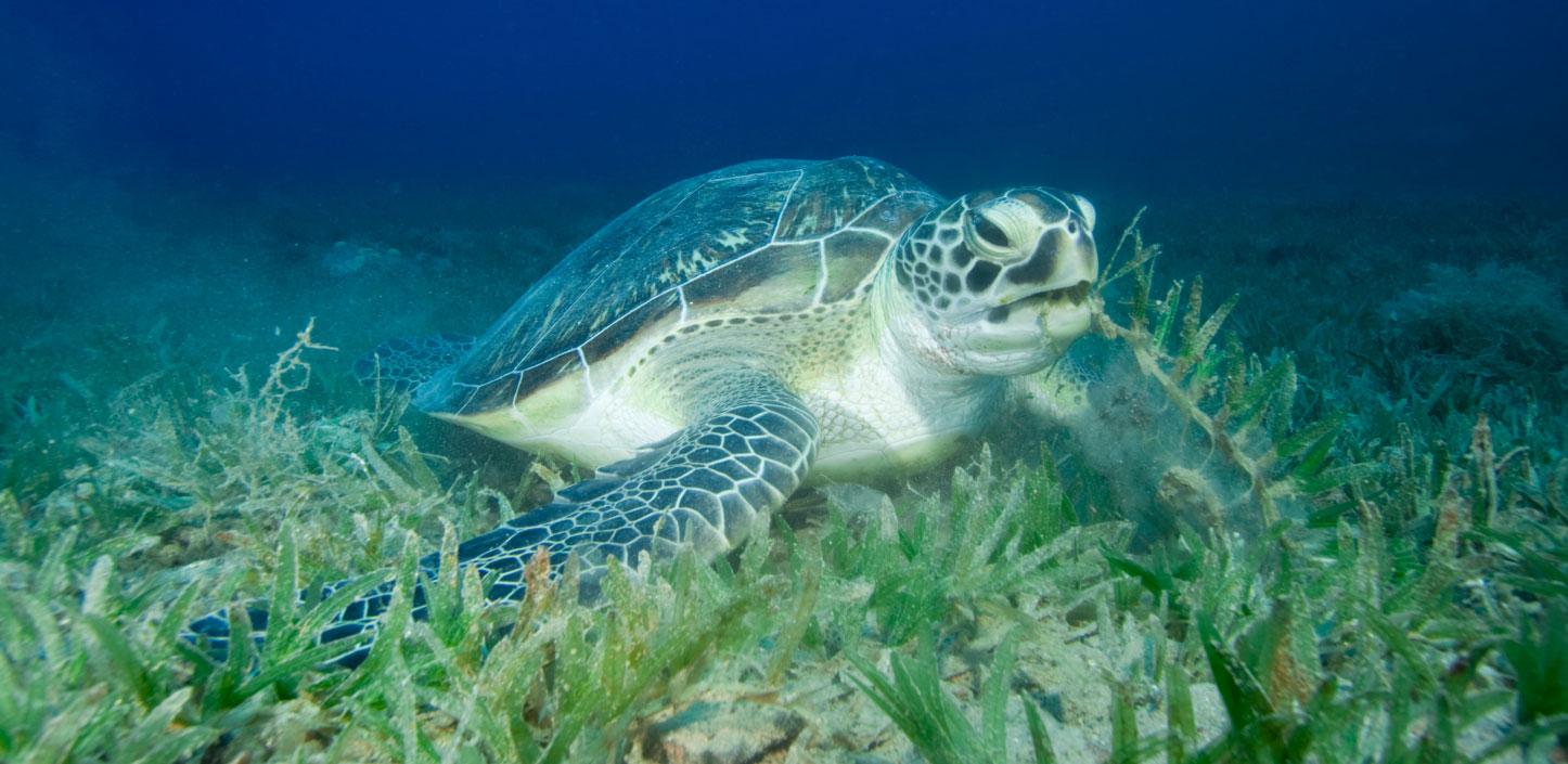 Loggerhead sea turtle underwater